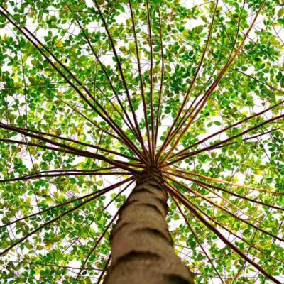 A view of a tree canopy from below, symbolizing sustainable growth, innovation, and interconnected progress